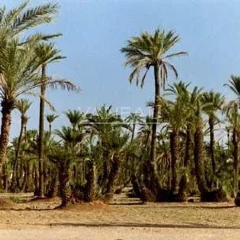 ***Palmeraie Terrain de 3400m² pour villa***