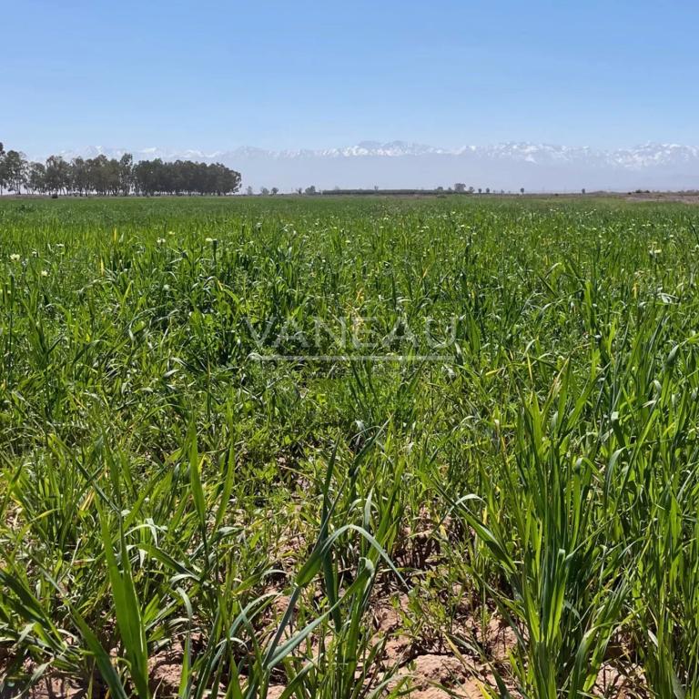 ****Route de Tahanaout Terrain constructible***