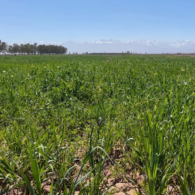****Route de Tahanaout Terrain constructible***