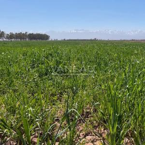 ****Route de Tahanaout Terrain constructible***