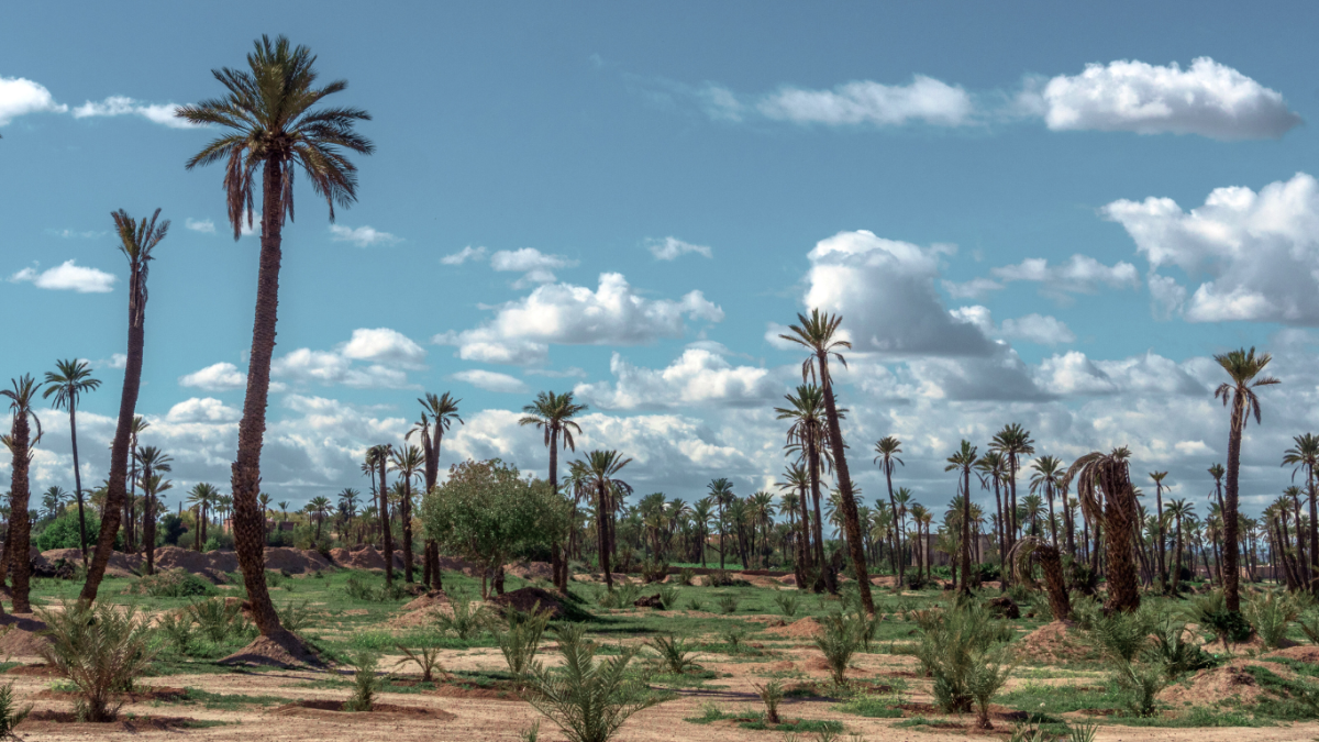 VANEAU MARRAKECH REAL ESTATE