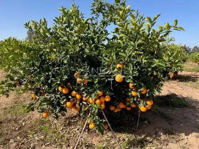 Propriété Exceptionnelle de 1000m2, 20Hectares de terrain